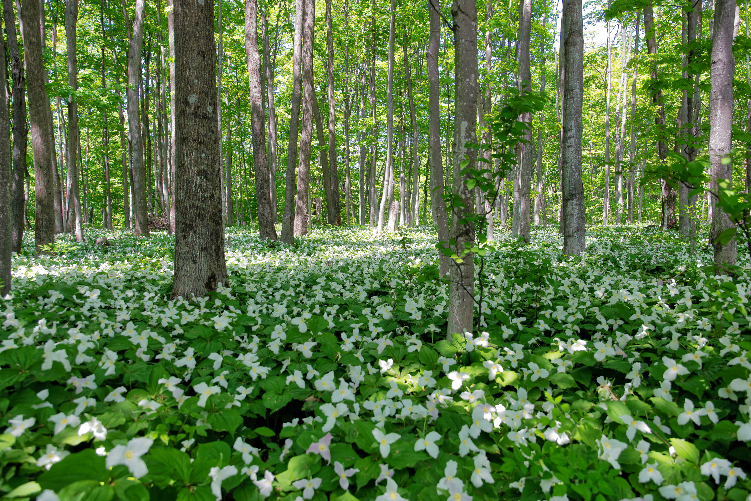Trillium blooming beneath a Northern Michigan forest